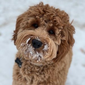 Meet your Posher, Justin